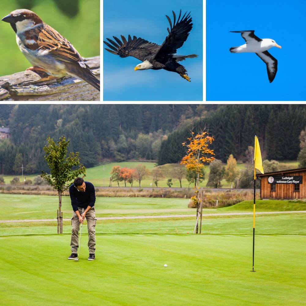 birdie in golf