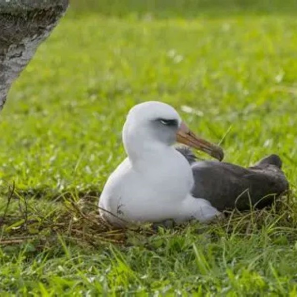 what is an albatross in golf